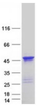 SDS PAGE (DCX-421H).jpg